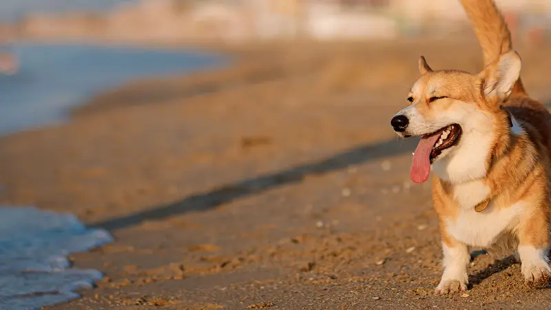 Pet Medical Center of Boca Raton preview
