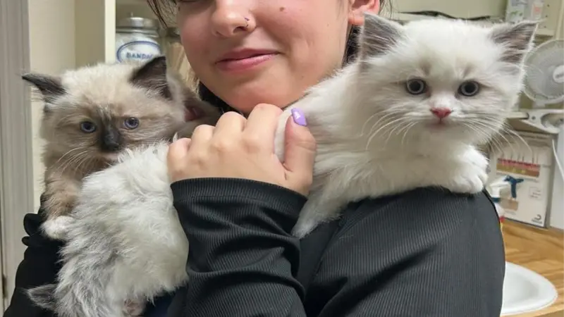 Safe Harbor Animal Clinic preview
