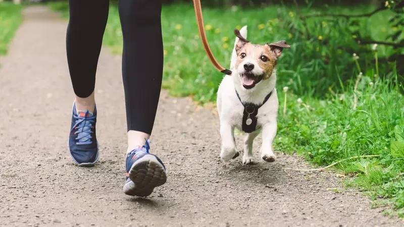 Prance Around Pet Services, LLC preview