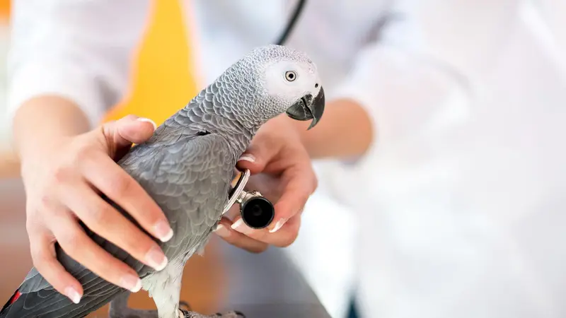 Companion Animal Hospital preview