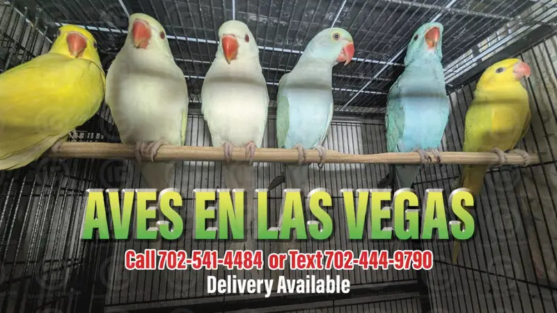 Aves En Las Vegas preview