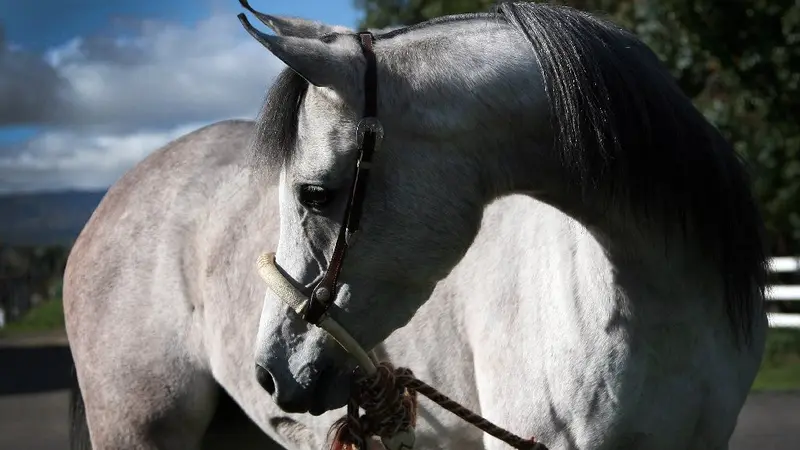 Horizon Arabians preview