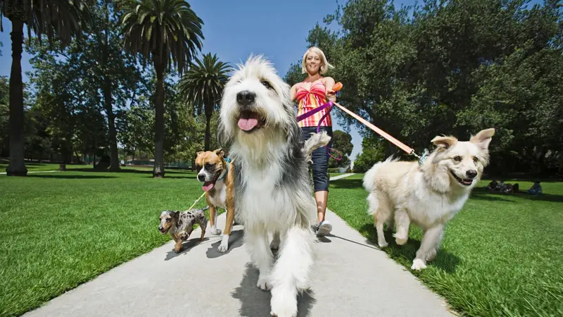 Just Around The Corner Pet Sitting & Home Services preview