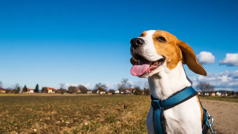 Christopher Walkin' Dog Walking & Pet Sitting preview