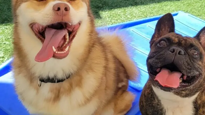 Dogtopia preview