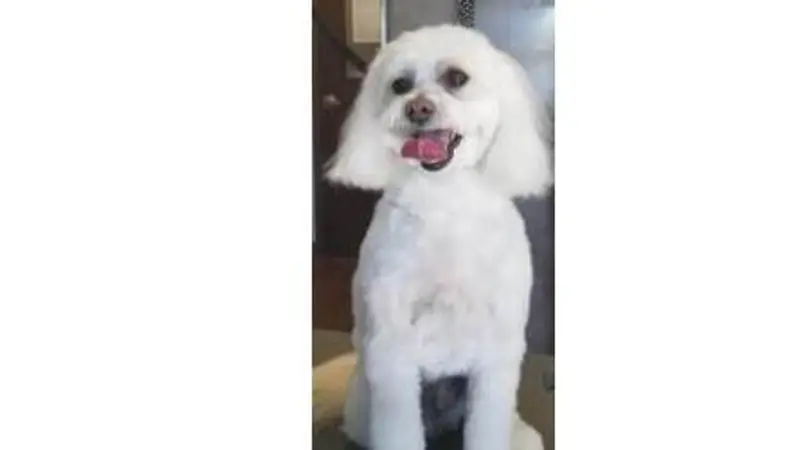 Pet Grooming by Tanya preview