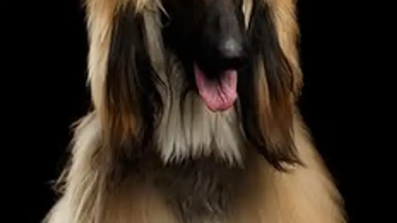 Ritchard's Grooming preview