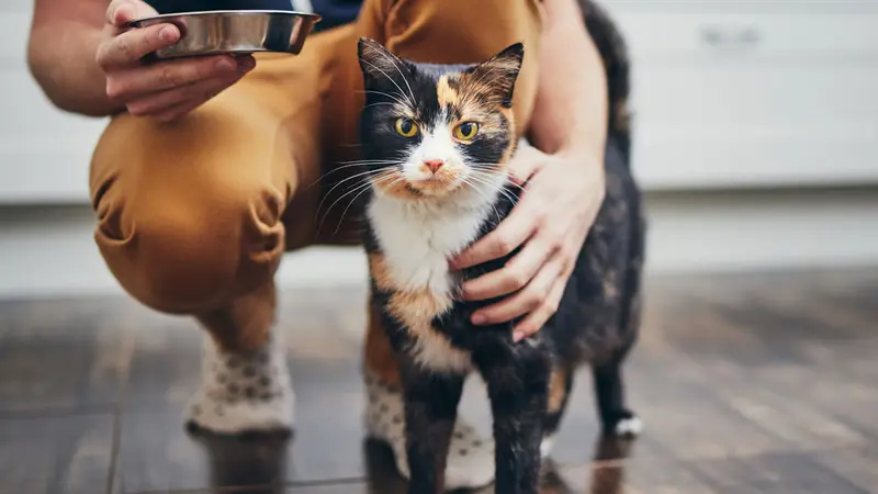 Rio Verde Animal Hospital preview