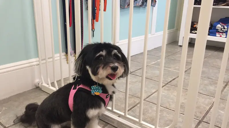 Marie's Pet Grooming preview