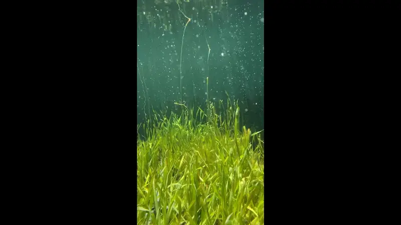Aquaticus Plants preview