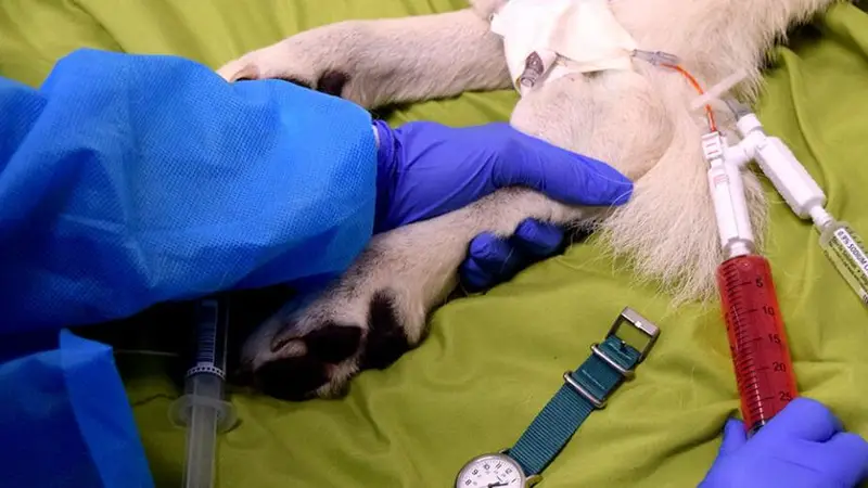 Veterinary Clinical Investigations Center preview