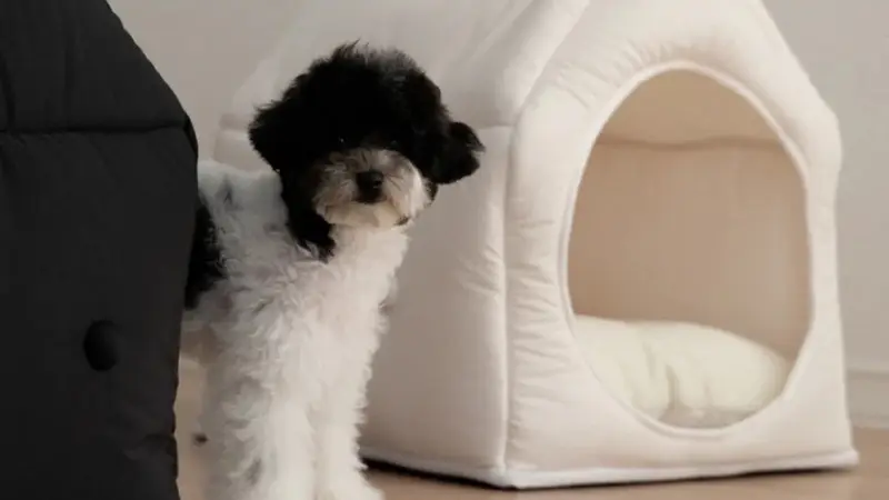 Design for Pets preview