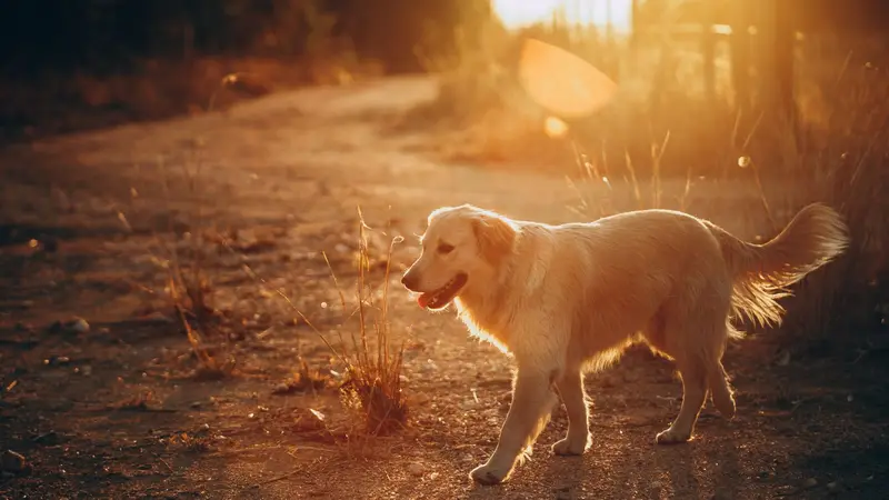 Elyson Animal Hospital preview