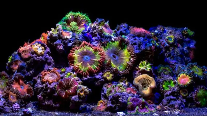 VIP Reef Aquarium preview