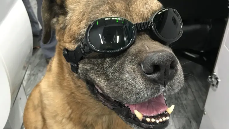 Arizona Veterinary Ambulance preview