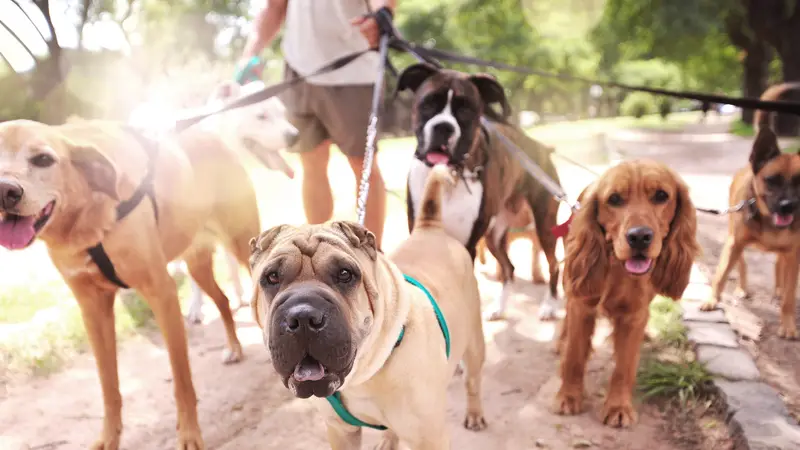 Walk With Tanya's Dog Walking Services preview