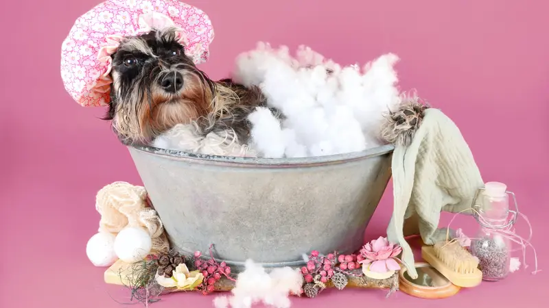Doggie Stylin Spaw preview