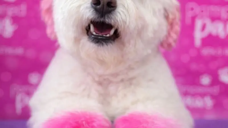 Pampered Paws preview