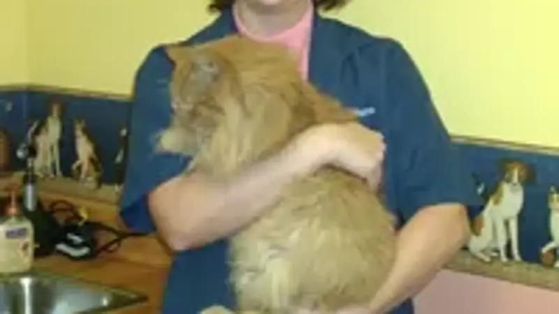Warm Animal Hospital preview
