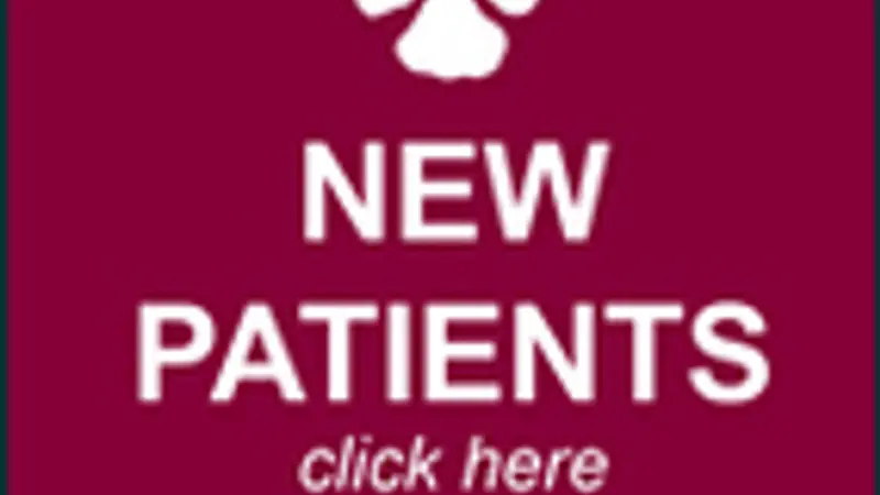 Arizona Veterinary Physical Rehabilitation preview