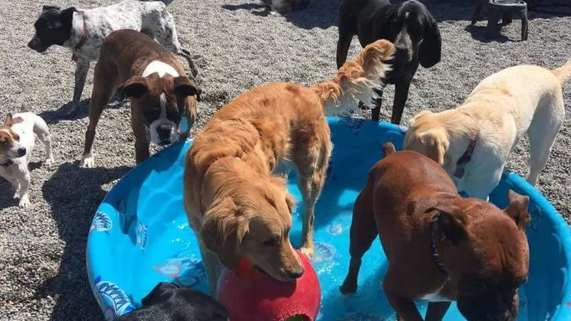 Camp Crockett Dog Day Camp preview