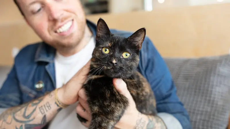 CatCafe Lounge preview