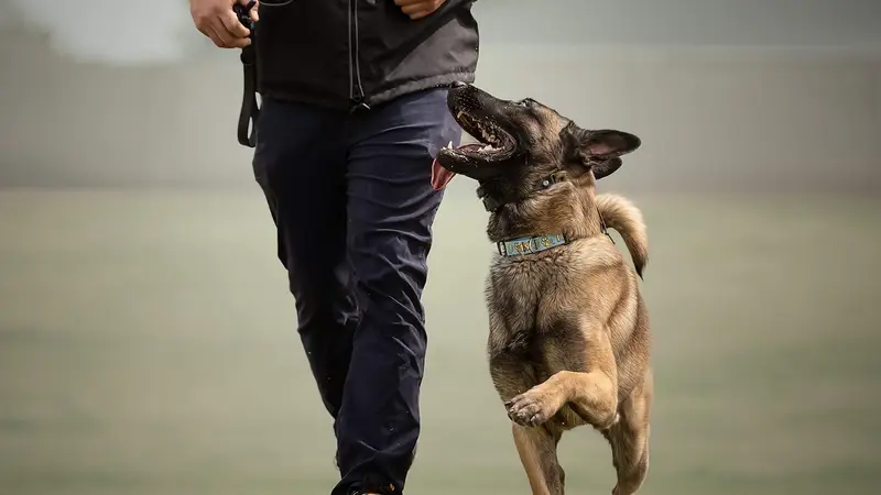 I.B. K9 preview