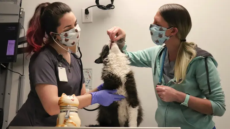 Memorial Cat Hospital preview