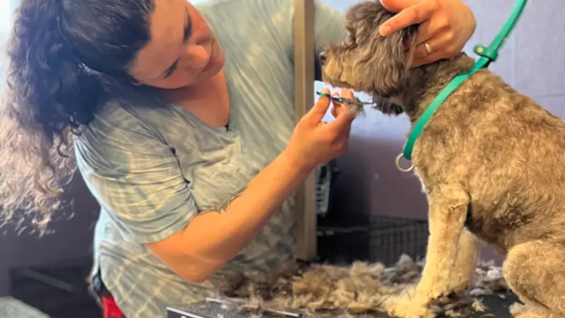 Dreadlocks For Dingoes preview
