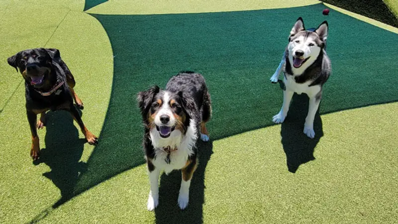 Citizen Canine preview