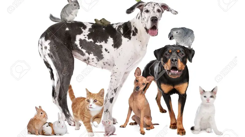 Buckhead Pet Sitters preview