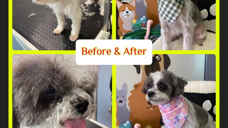 The Barktique preview