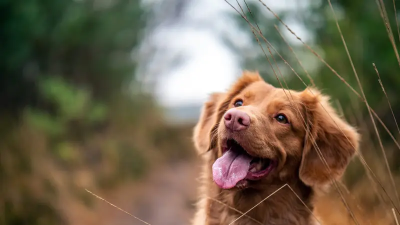 Jersey Village Animal Hospital preview