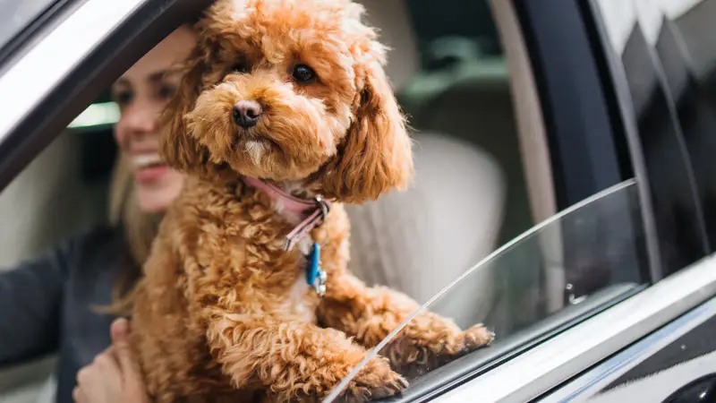 Animal Medical Center of Deer Valley preview
