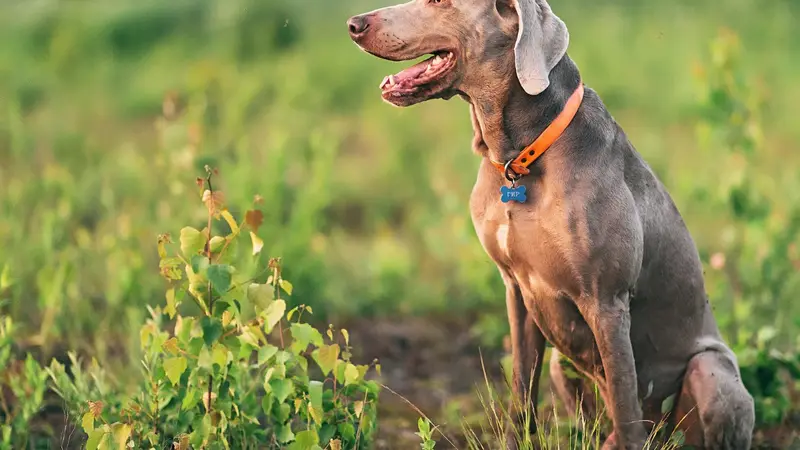 Littleton West Animal Hospital preview