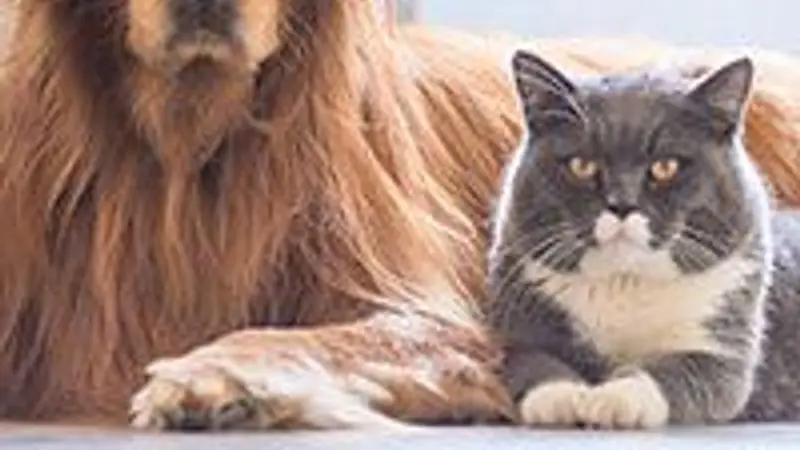 All God's Creatures preview