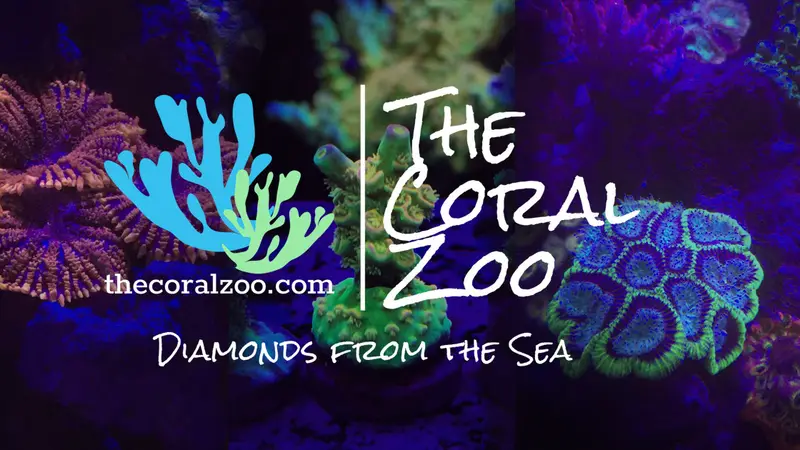 The Coral Zoo preview