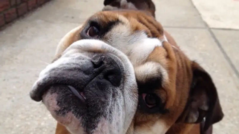 BranDog dog walking service preview