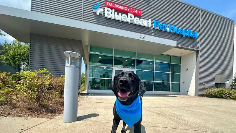 BluePearl Pet Hospital preview