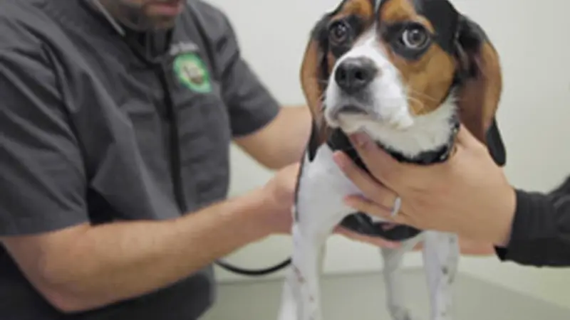 Pine Animal Hospital & Integrative Wellness Center preview