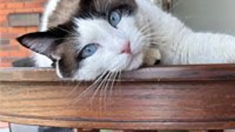 Meowhaus 2 preview