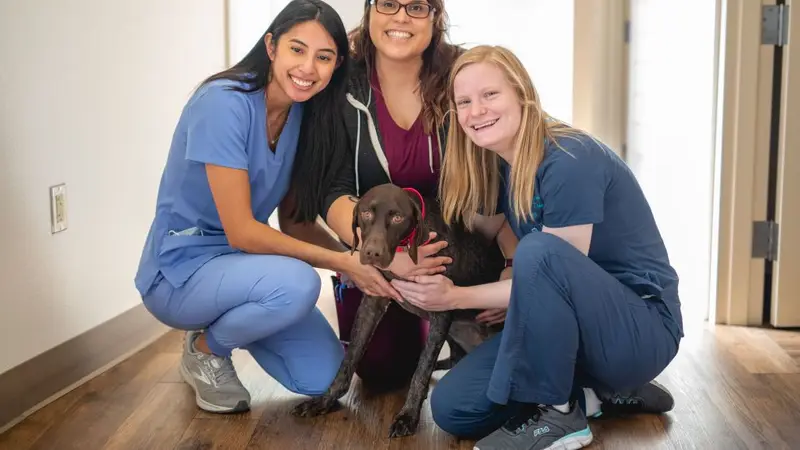 Mission Pet Health preview