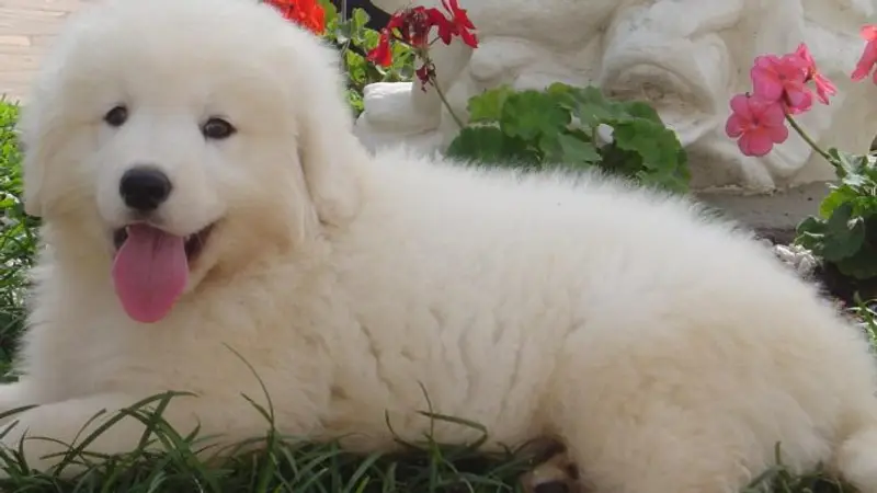 Bayshore Pet Grooming & Boarding preview
