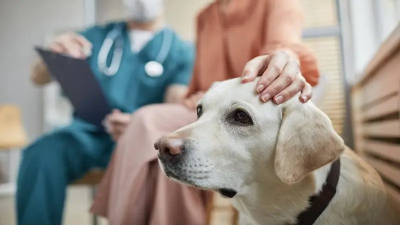 Cherry Grove Animal Hospital preview