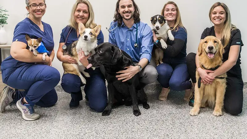 PetVet365 Pet Hospital preview