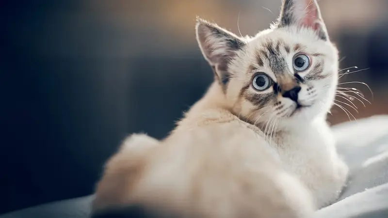 Animal Medical Center of Plano preview