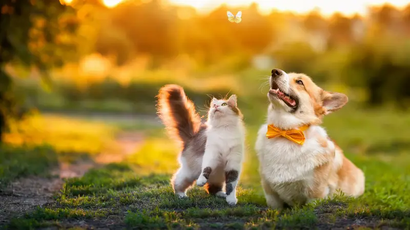 Avondale Animal Hospital preview