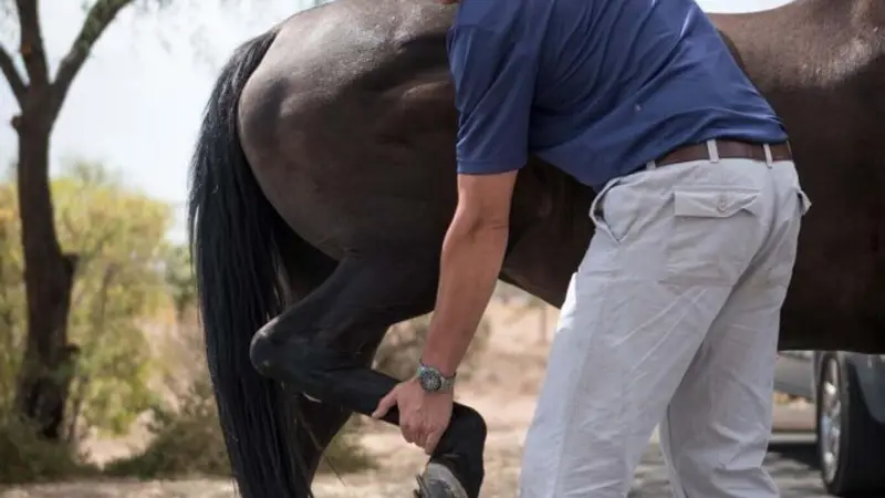 Cave Creek Equine Surgical & Imaging Center preview