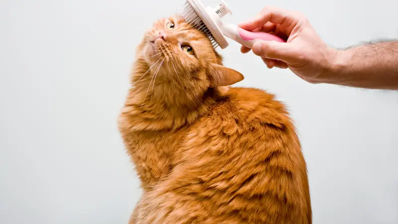 Pet Grooming Mi Mundo preview