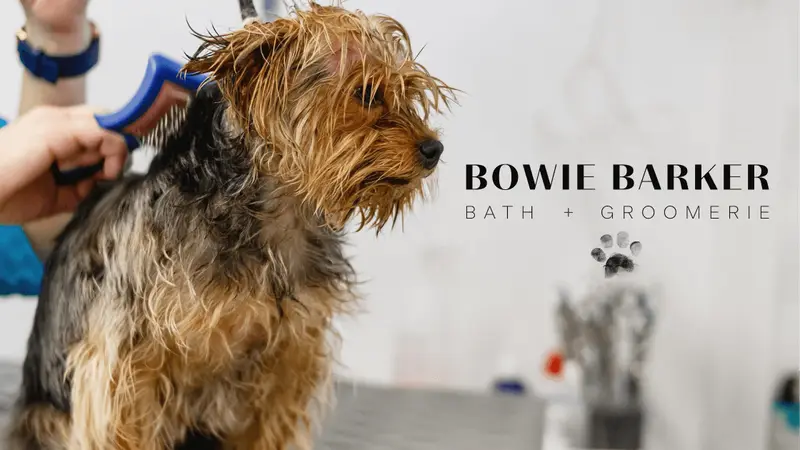 Bowie Barker North Scottsdale preview
